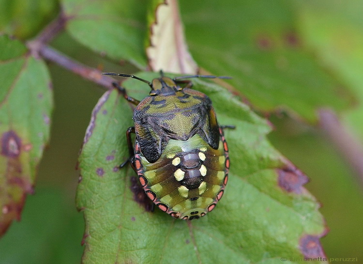 Ninfa di Nezara viridula
